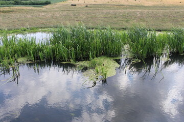 grass and water