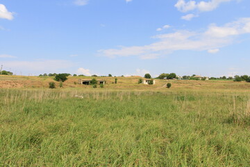 landscape with cows