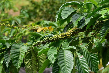 Coffea canephora or Coffea robusta, commonly known as robusta coffee is a species of coffee that has it is a species of flowering plant in the family Rubiaceae