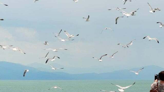 Flock of flying seagulls in sky. Many flocks of seagulls in flight, flying off coast of sea or ocean against backdrop of mountains in slow motion. Living flora and fauna of planet Earth.