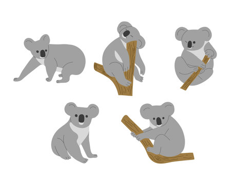 Koala 3 cute on a white background, vector illustration