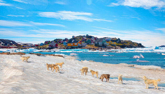 Many greenland dogs chained up on the snow, with hut-colored houses in the background and Greenland mountain and seascape - Kulusuk, Greenland