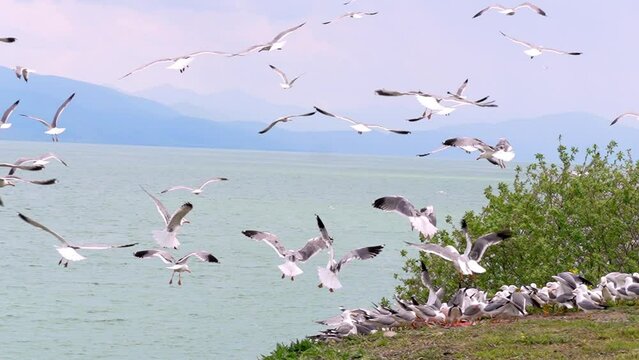 Flock of flying gulls eats carrion or food waste. Many flocks of seagulls in flight near shore feed and fly across sea or ocean against backdrop of mountains in slow motion. Living flora and fauna