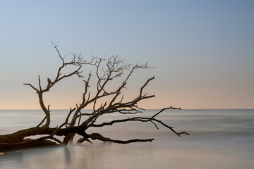 meditative seascape with dead tree and driftwood at sunrise