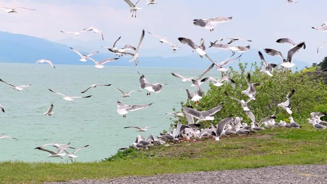Flock of flying gulls eats carrion or food waste. Many flocks of seagulls in flight near shore feed and fly across sea or ocean against backdrop of mountains in slow motion. Living flora and fauna