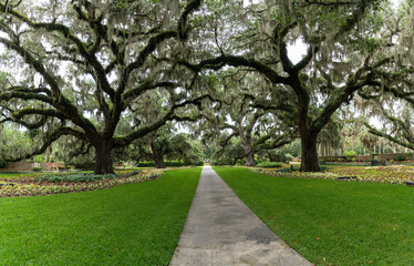 panorama landscape view of live oak trees with Spanish moss on the branches in lush green summer colours