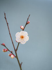 落ち着いた緑の背景の梅の花