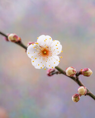 正面を向く梅の花