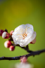 黄色い背景の梅の花