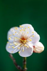 緑の背景の梅の花