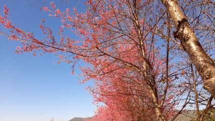 trees in the autumn cherryflower 