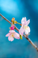 青い背景の桜の花