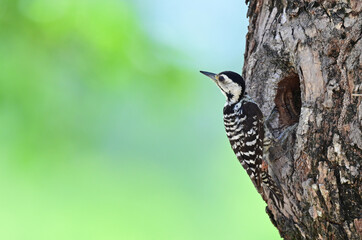 female Fulvous-breasted Woodpecker (Dendrocopos macei) perched in front of the nest on tree,thailand