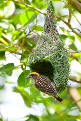 the male Streaked Weaver ( Ploceus manyar ) perched on a nest made of grass and  leaves,thailand