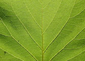 green leaf background texture macro photography