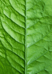 green leaf background texture macro photography
