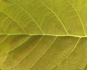 leaf background texture macro photography