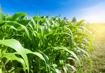 green corn field and blue sky