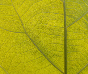 green leaf background texture under light and shadow macro photography