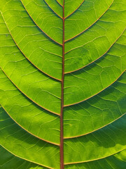 green leaf background texture under light and shadow macro photography