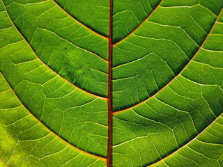 green leaf background texture under light and shadow macro photography