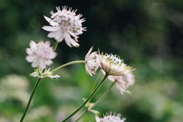 White astrantia. Close-up of an astrantia with pink-tipped white bracts against a background of blurred leaves and flowers.