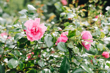 Pink rose flower against blurred rose bushes. Rose bonica 82. Garden rose bushes on a sunny day