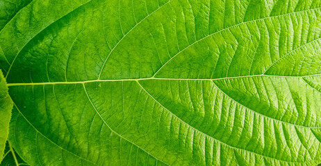 Green leaves of a tree. Patterns, details on leaves. Nature and background. Green leaves color tone bright in the morning. Space text.