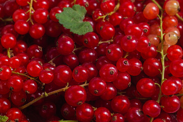 Red currant close up .Macro