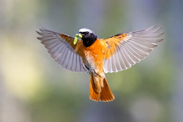 common redstart