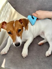 combing your jack russell terrier dog, grooming your dog's coat. combing dog hair with a furminator comb.