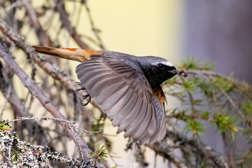 common redstart