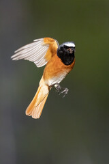 common redstart