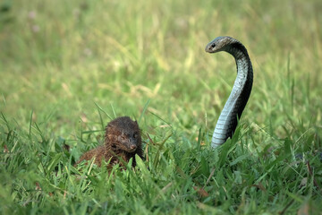 Fototapeta premium a fight between a snake and a mongoose