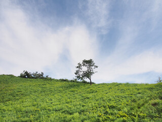新緑の丘　Photo of landscape with green hills