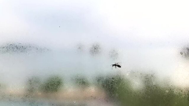 Black ant crawing on the moisture foggy glass windows, finding the way out, exit way business concept, footage, blurred background, animal life, bug, insect, footage