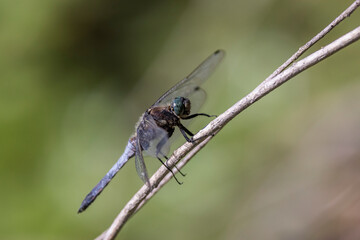 Dragonfly balancing on a blade of grass