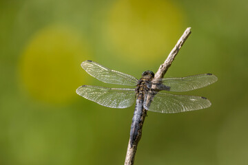 Dragonfly balancing on a blade of grass