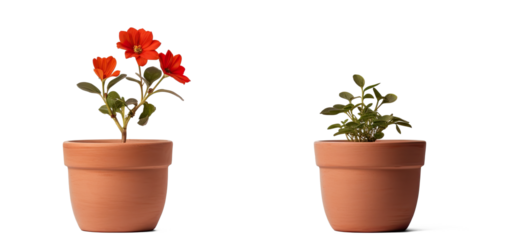 flower pot on transparent background, png