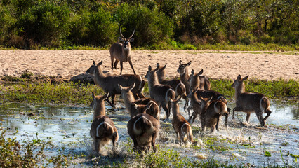 Waterbuck  herd in the water at a waterhole
