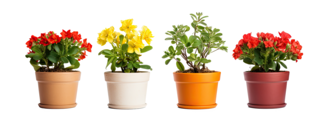 flower pot on transparent background, png