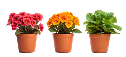 flower pot on transparent background, png - Powered by Adobe