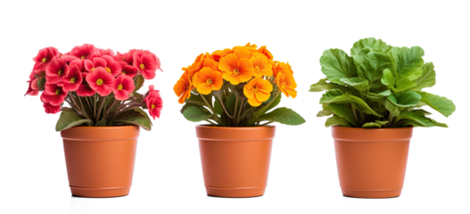 flower pot on transparent background, png