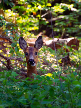 Roe deer looking through the bushes into the camera while still chewing some leaves