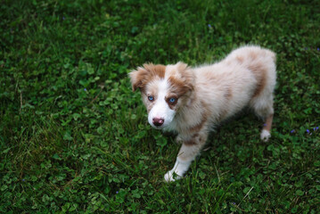 Australian Shepherd puppy