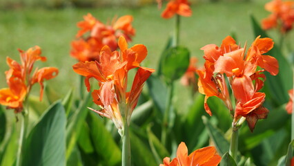 red and yellow tulips Flowers in the garden