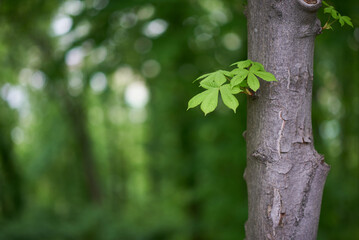 Trees in the forest