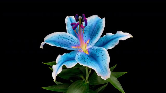 Amazing colourul Lily flower bud opening time lapse, close up, isolated on black background. 4K UHD video