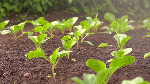 Irrigation, watering young seedlings of cabbage and tomatoes in dry soil, plant care, concept of environmentally friendly product. Watering seedlings due to drought