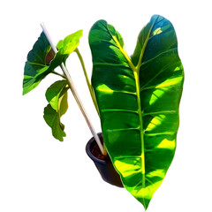 green leaf isolated on white